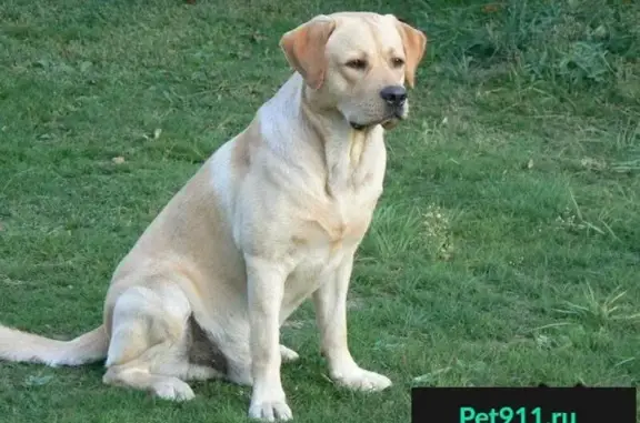 Пропала собака Макс в Алексеевке, Ногинский район