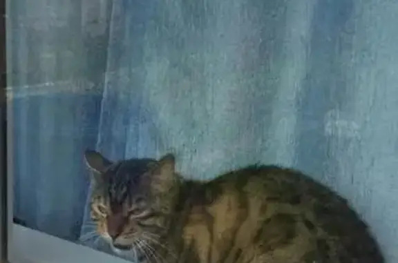 Найдена кошка в Нижнекамске