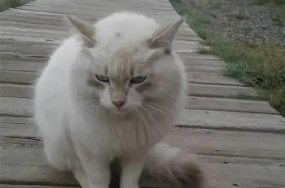 Найден белый кот на озере Дус-Холь в Кызыле