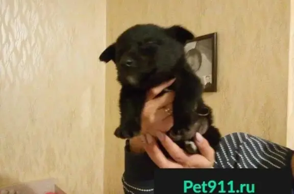 Срочно найдена собака в Барнауле, Россия.