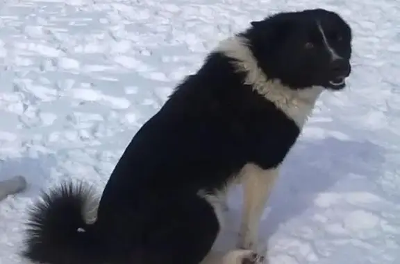 Собаки потеряшки, Собинский район, фото: Потеряшка собака с ярким ошейником в Владимирской области