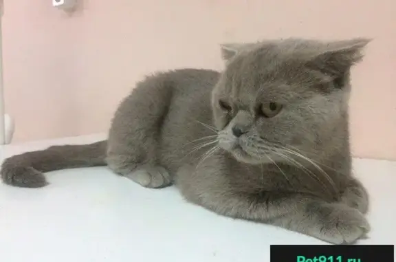 Найдена кошка на Героя Яцкова в Краснодаре