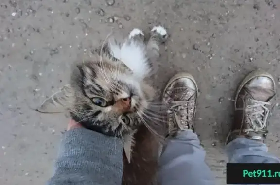 Найден кот в р-не Исакиевского озера, Орехово-Зуево