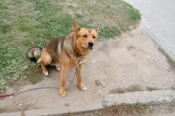Пропала собака в Казани, вознаграждение