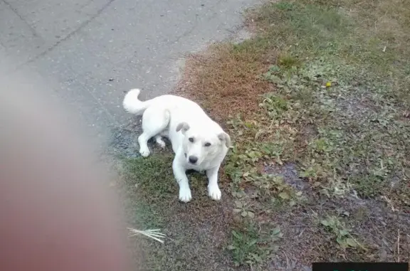 Найден молодой пес в п. Северном, ищем новый дом
