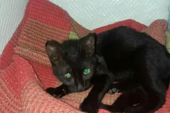 Пропала и найдена кошка на Кольском 20Х, Мурманск