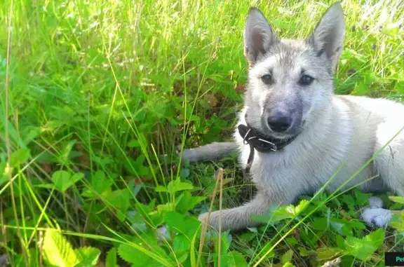 Пропала собака Бойка в Тереньгульском районе