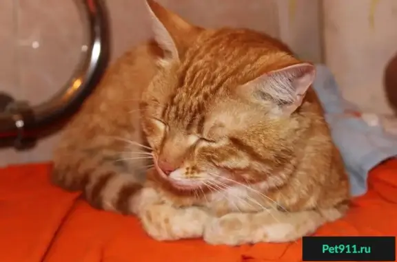 Найден молодой котик на ул. Бекетова в Нижнем Новгороде, ищет дом срочно