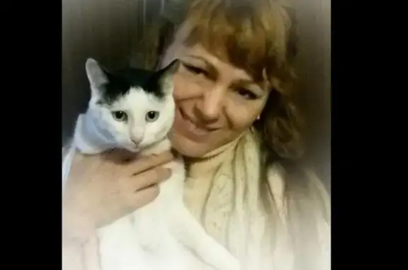 Пропала кошка в Домодедовском районе, Востряково