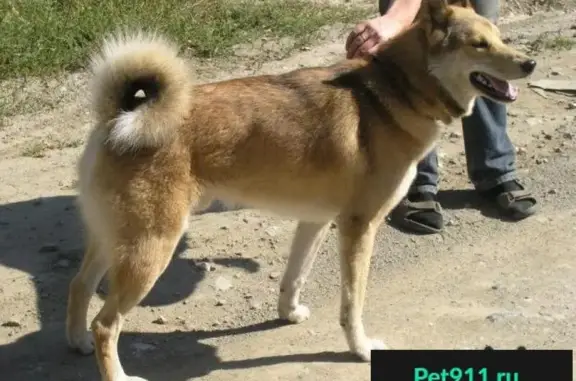 Пропала собака в Ленинском районе, Нижний Новгород