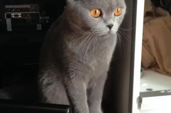 Найдена вислоухая кошка в Краснодаре