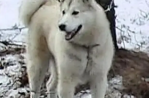 Пропала собака в поселке Солотча возле санатория 