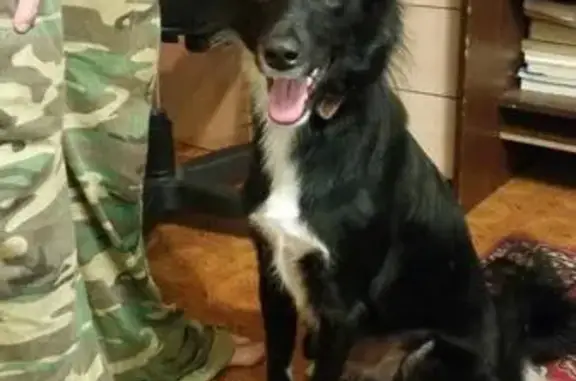 Найдена собака с швами на животе в Ярославле