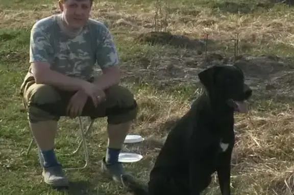 Пропала собака Блэк в деревне Перемешаево (Московская область)