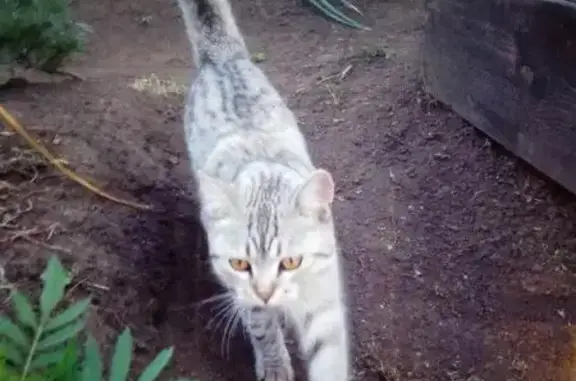 Кошки потеряшки, садовое товарищество Прогресс, фото: Потеряшка кошка Буся в Свердловской области