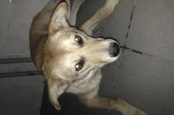 Найдена собака на ул. С. Лазо в Красноярске, ищем хозяев