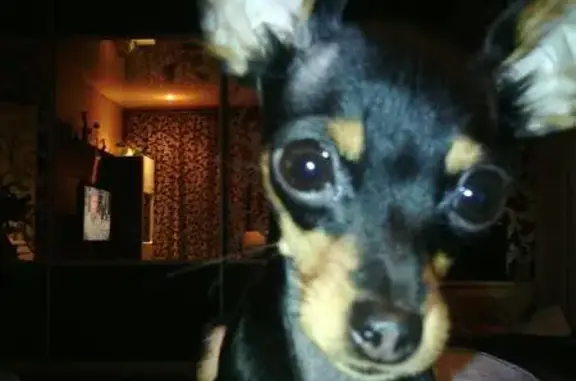 Собаки потеряшки, Кострома, фото: Потеряшка собака в районе пр. Мира, Кострома