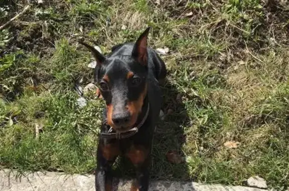 Пропала собака в Колпино, чёрный с рыжими подпалинами