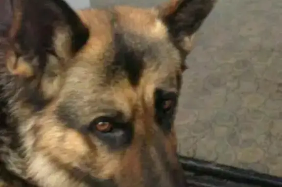 Пропала собака Мухтар в поселке Солонцы, Красноярский край