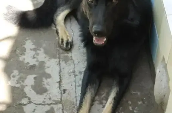 Пропала собака Цезарь в Львовских Лужках, Отрадненское городское поселение