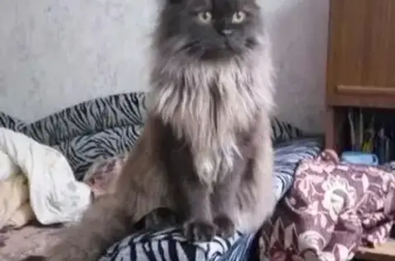 Пропала кошка Персей в поселке Мыза-Ивановка, дом 4, возраст 11 мес.
