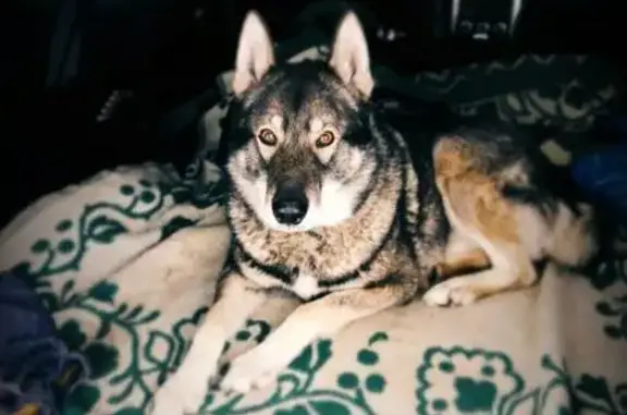 Собаки потеряшки, Малинки, фото: Потеряшка лайка в деревне Малинки, Смоленская область