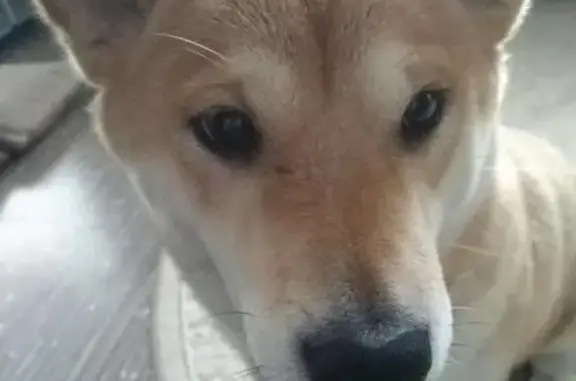 Пропала собака в Ивантеево, Ступинский район