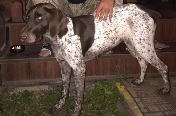 Найдена охотничья собака в Камень-Рыболове
