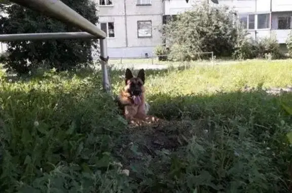 Пропала собака в Центральном, Барнаул, 01.10.17!