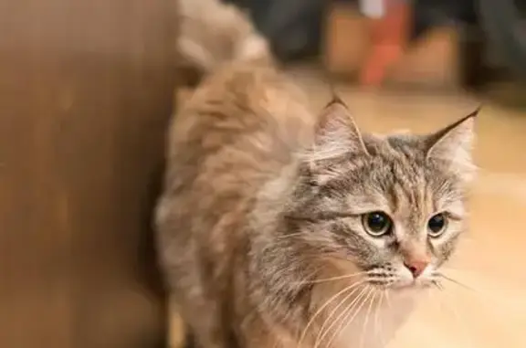 Найдена кошка на Сумском проезде, Москва