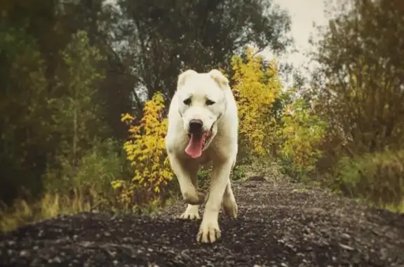 Пропала белая собака в Москве, Давыдково