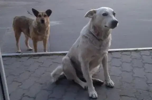Пропала собака на Липецкой улице в Москве