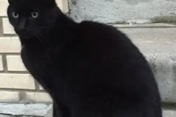 Найден черный кот на Леншоссе, ищет дом.