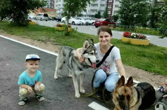 Пропала хаски в районе дач на Верхнем Бору, Тюмень