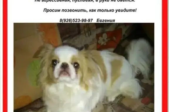 Пропала собака на Скобелевской улице в Москве