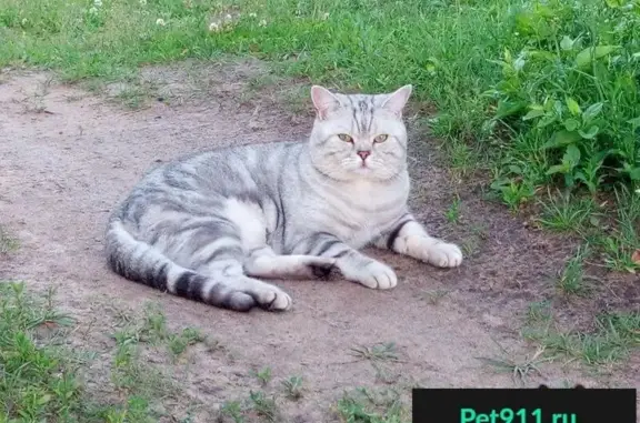 Пропала кошка в Малой Субботихе, нужна помощь!