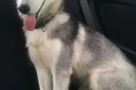 Собака Сучка найдена на МКАДе возле Медведково