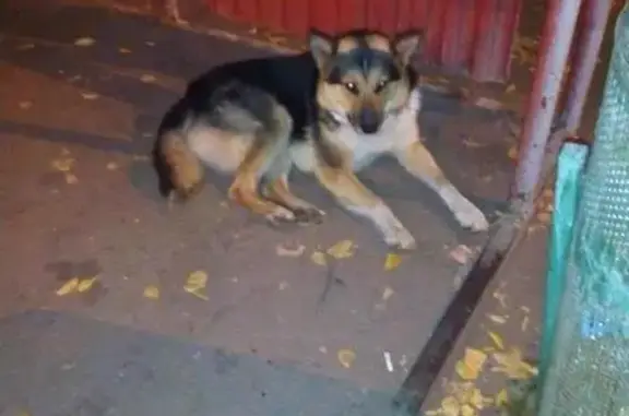 Найдена собака в Нижнем Новгороде, ищут прежних хозяев