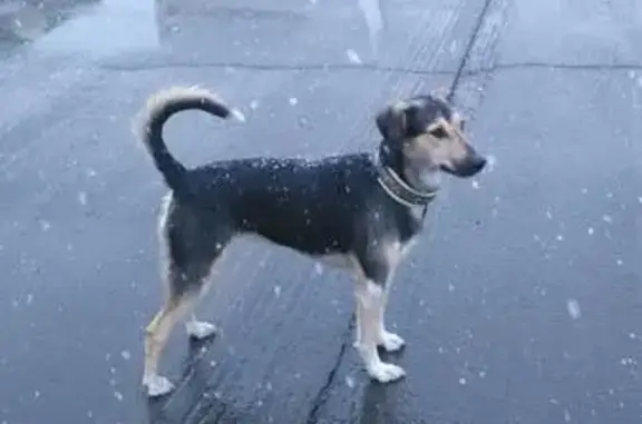 Пропала собака в Домодедово