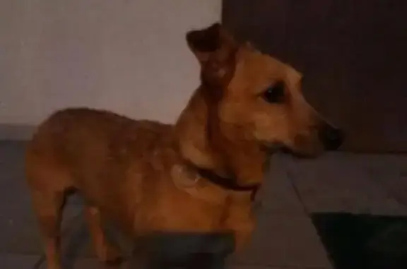 Найдена собака в Калининграде, ищут хозяев!
