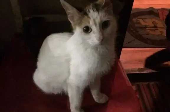 Найдена домашняя кошка на Беговой, ищем хозяев