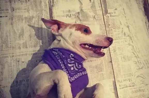 Пропала собака в Кировском районе Ростова-на-Дону