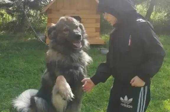 Собаки потеряшки, Михали, фото: Потеряшка собака в деревне Михали, Калужская область