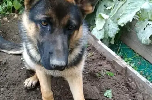 Пропала собака в Московской области, вознаграждение гарантировано