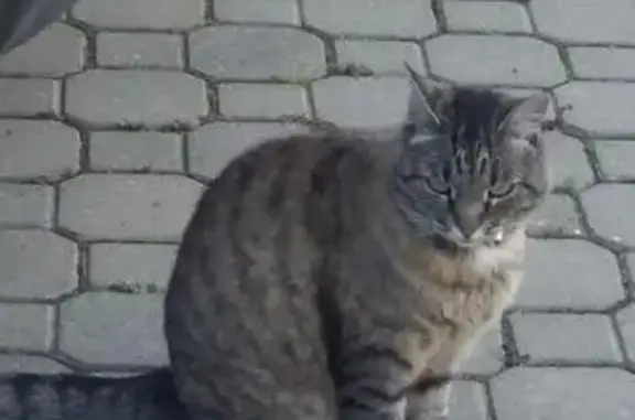 Пропала кошка в Истринском районе, д. Андреевское 53