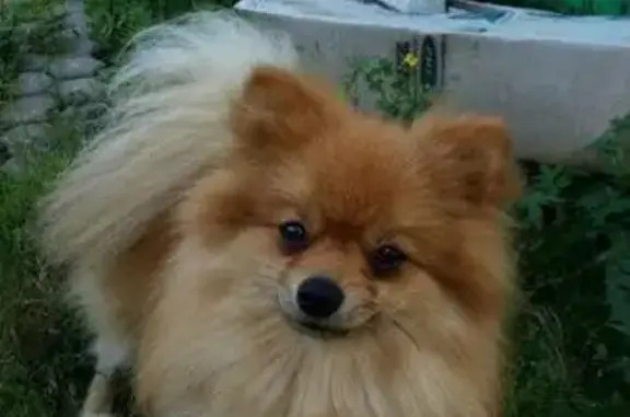 Пропала собака в районе Топографа, вознаграждение.