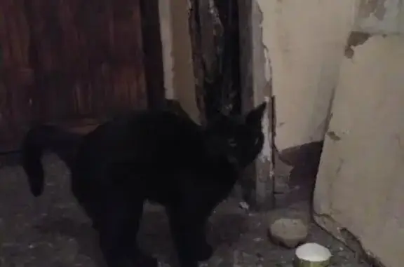 Найдена кошка на Пискаревском пр.