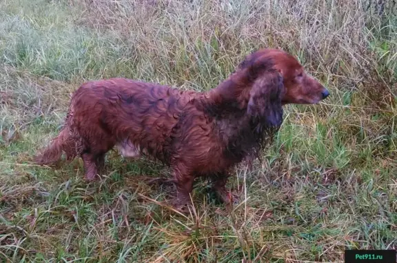 Собака найдена в Назиевском городском поселении, Ленобласть.