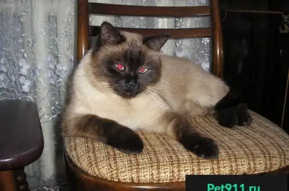 Пропал сиамский котик Тишка, Глинищево, 19Линия, 76.
