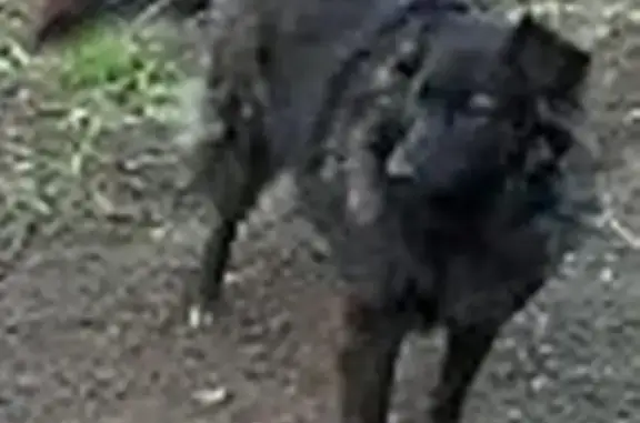 Пропала собака в деревне Малая Фоминка, Орловская область